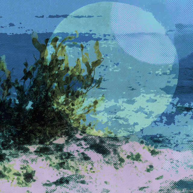Ocean Blooms