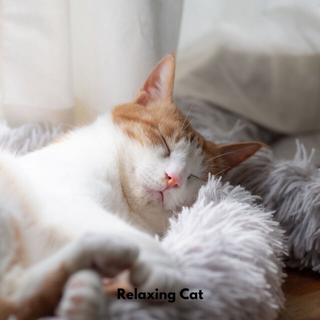 Relaxing Cat