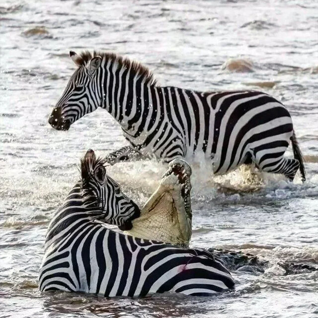 DOWN THE RIVER