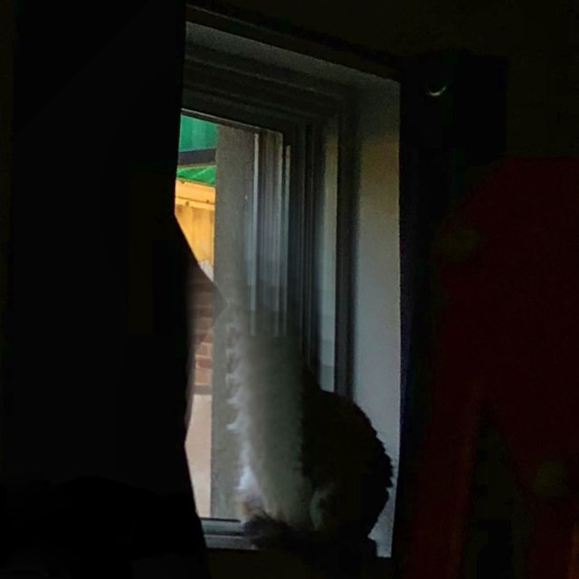 Poups