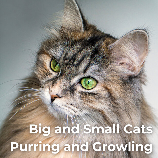 Big And Small Cats Purring And Growling