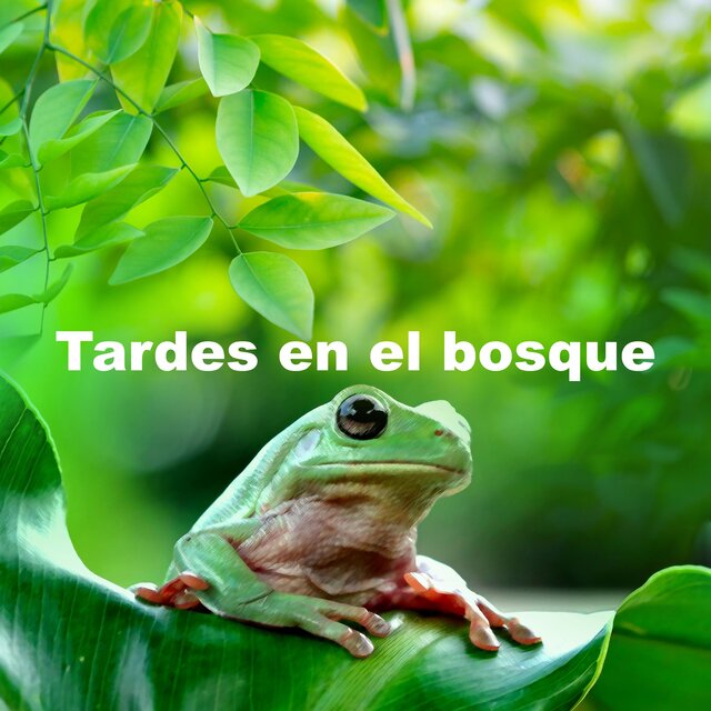 Tardes en el bosque
