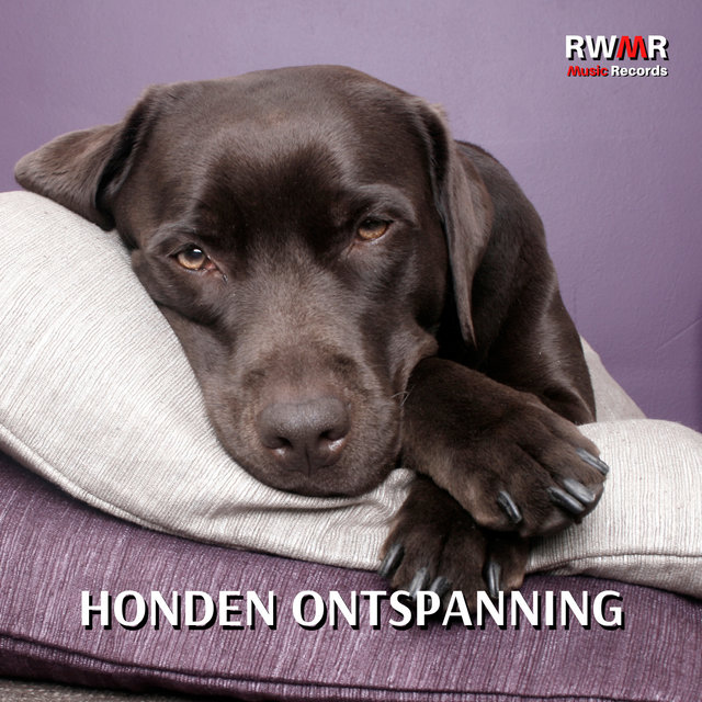 Hondenontspanning - Ontspannende muziek voor honden, kalmerende geluiden voor dieren, antistresstherapie, angst overwinnen, rustgevende piano- en gitaarmelodieën voor huisdieren