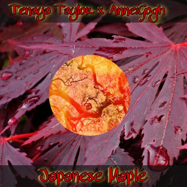 Japanese Maple (feat. Tenaya Taylor) [final mix]