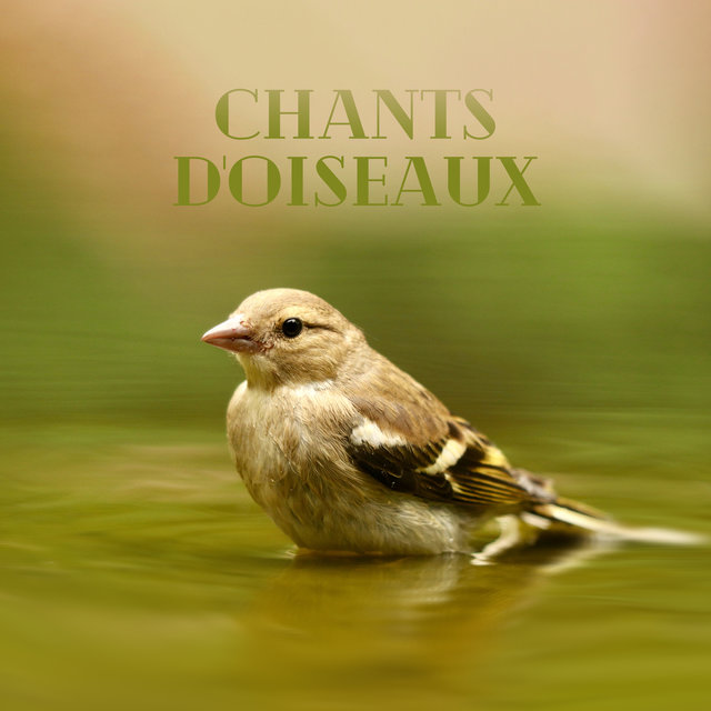Chants d'oiseaux: Méditation proche de la nature, Moment de détente, De respiration, De régénération et d'équilibre