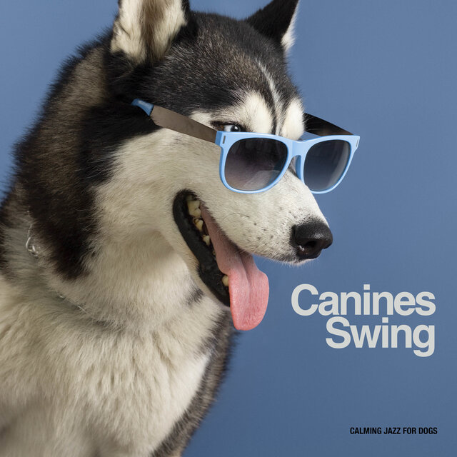 Canines Swing