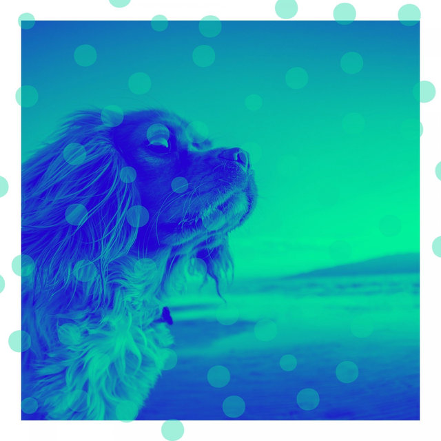Acoustic Guitar Solo - Music for Doggy Anxiety