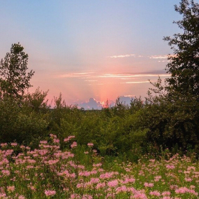 Meadow