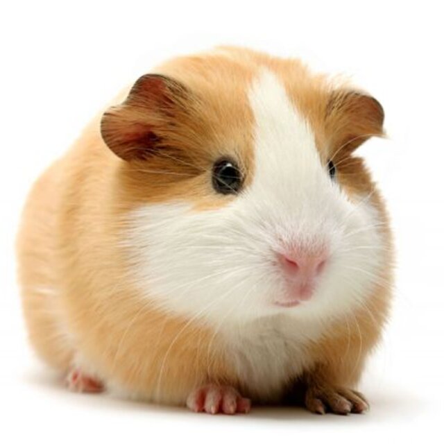 guinepig