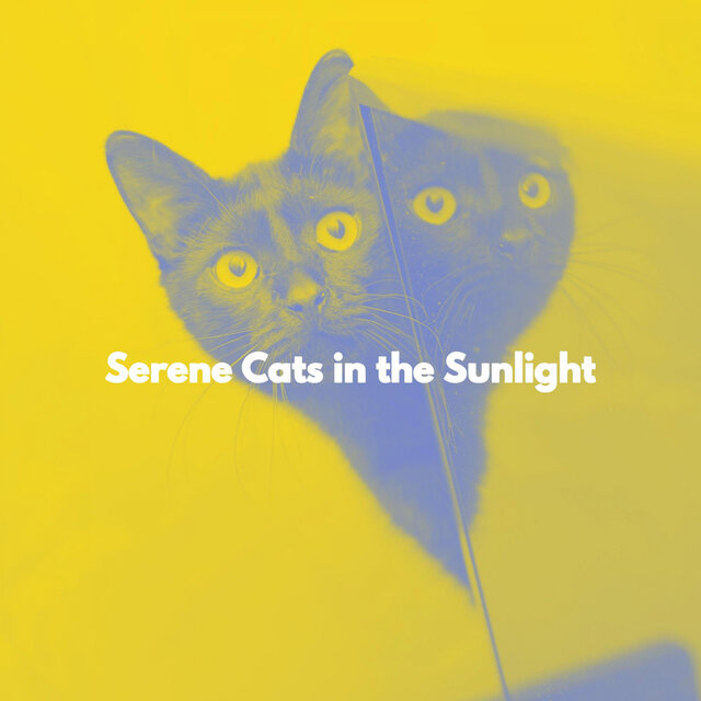 Serene Cats in the Sunlight