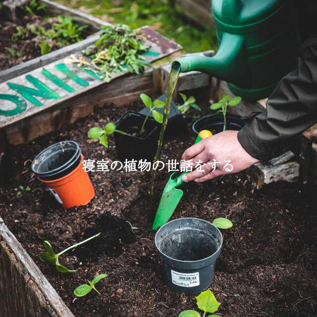寝室の植物の世話をする