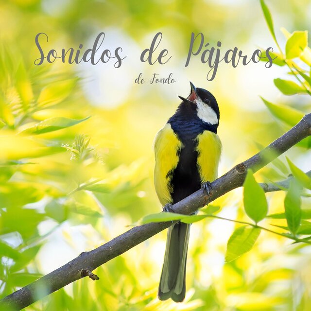 Sonidos de Pájaros de Fondo