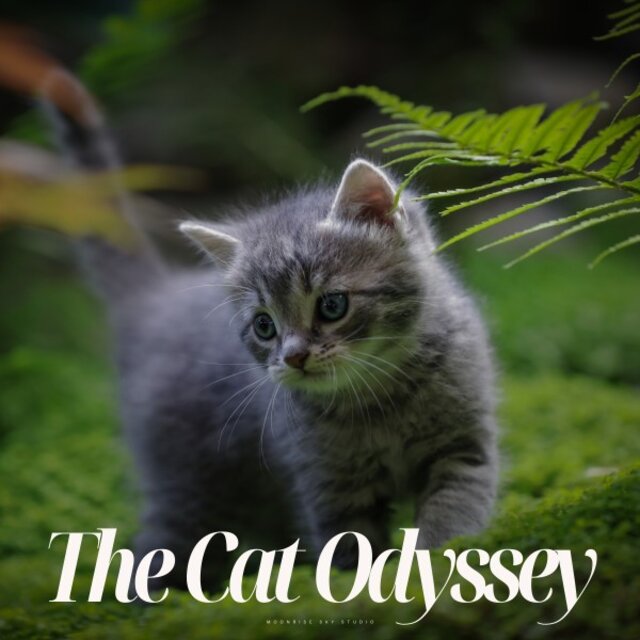 The Cat Odyssey