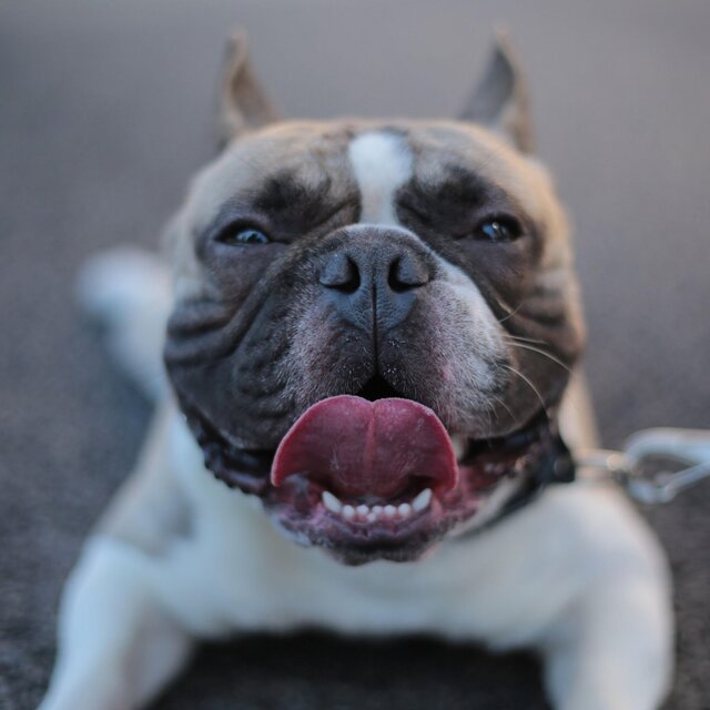My Dog Is More Dog Than Yours