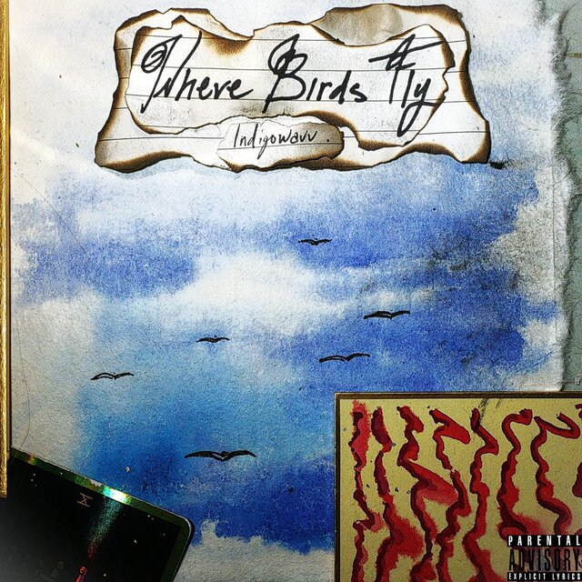 Where Birds Fly