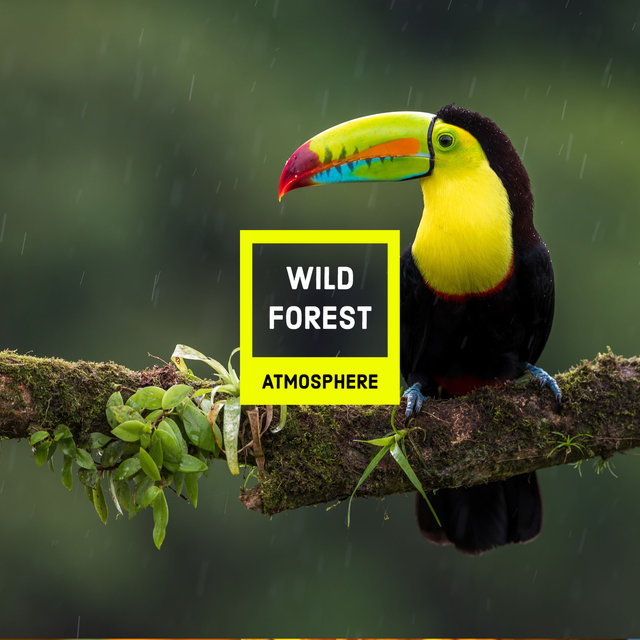 Wild Forest Atmosphere
