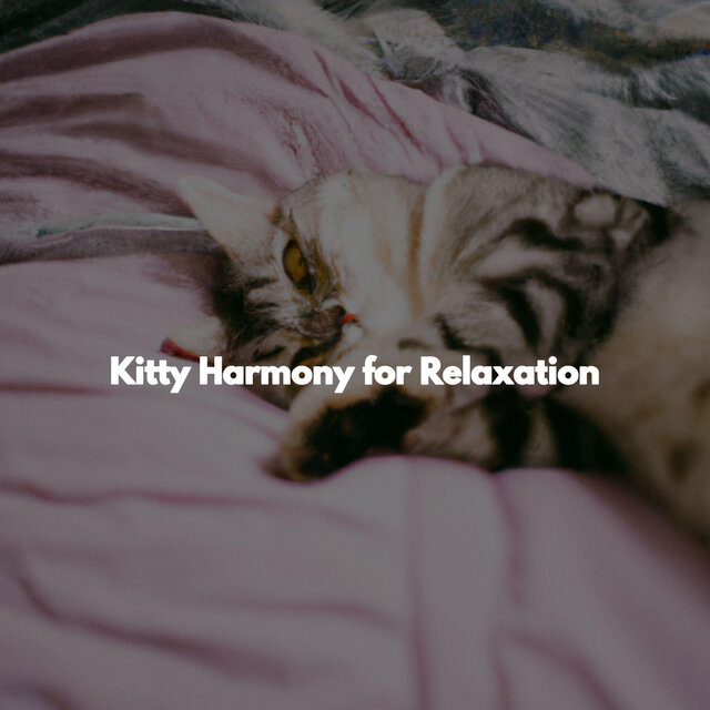 Kitty Harmony for Relaxation