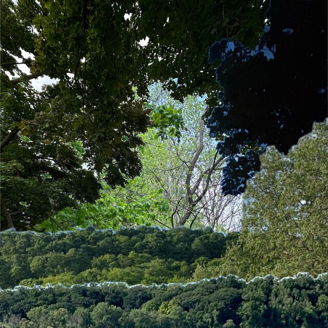 Trees in the Night