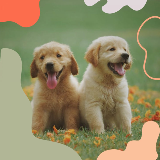 Musica Para Perros Musica Relajante Para Calmar A Tu Perro Musicoterapia Para Perros By Dog Music Dreams On Tidal