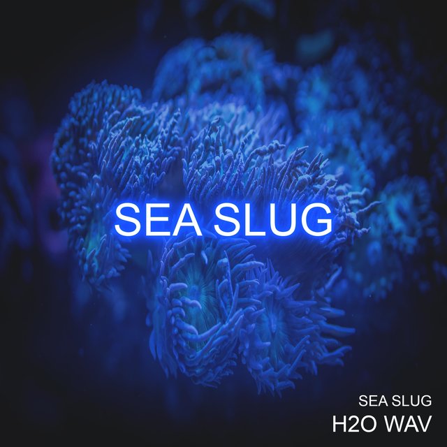 Sea Slug