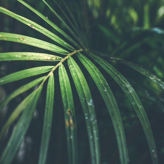 Tropical Dream