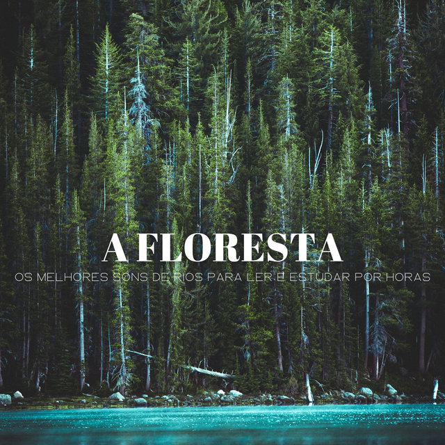 A Floresta: Os Melhores Sons De Rios Para Ler E Estudar Por Horas