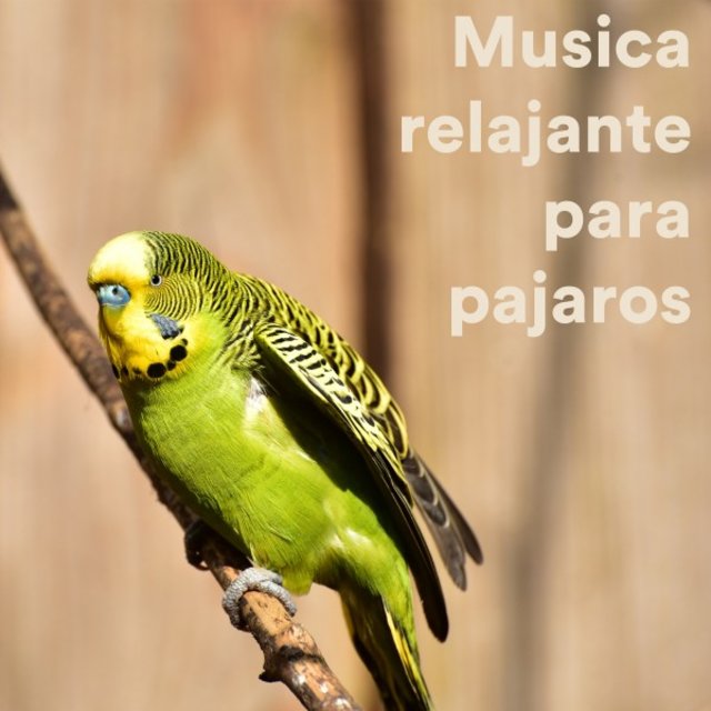 Musica Relajante Para Pajaros
