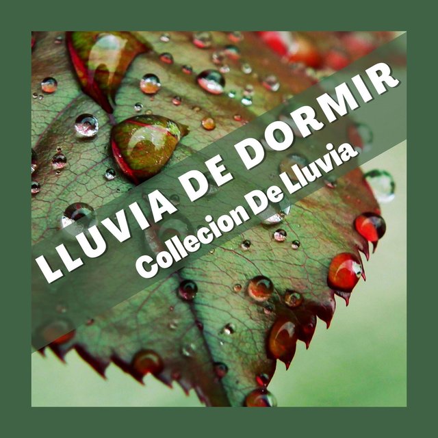 Lluvia de Dormir : Collecion de Lluvia para La Meditacion, Lluvia para Dormir, Sueño, Relajacion, Yoga, Calma, Bienestar, Estudio y Tranquilidad