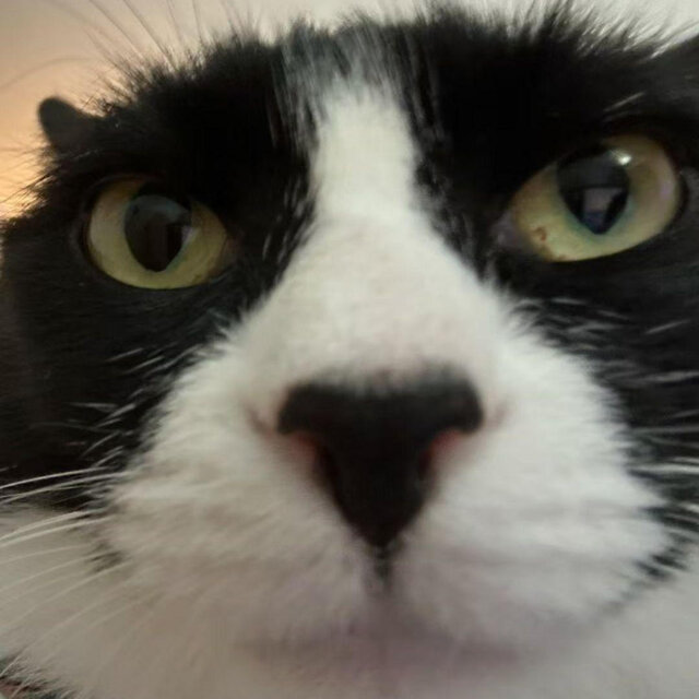 你是真没见过gang gang猫啊！