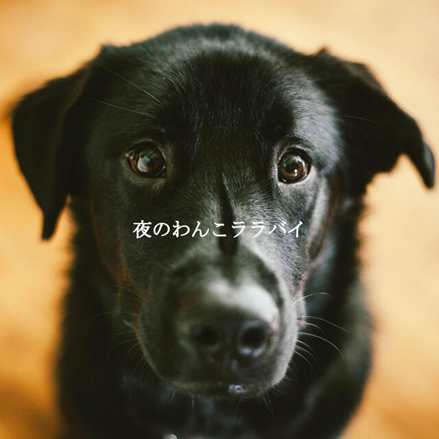 夜のわんこララバイ