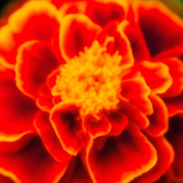 marigold