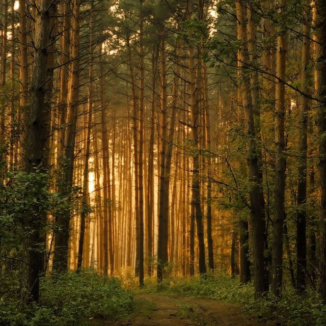 Forest 26