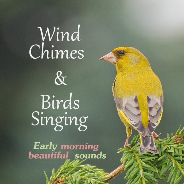 Wind Chimes & Birds Singing Early Morning Beautiful Sounds