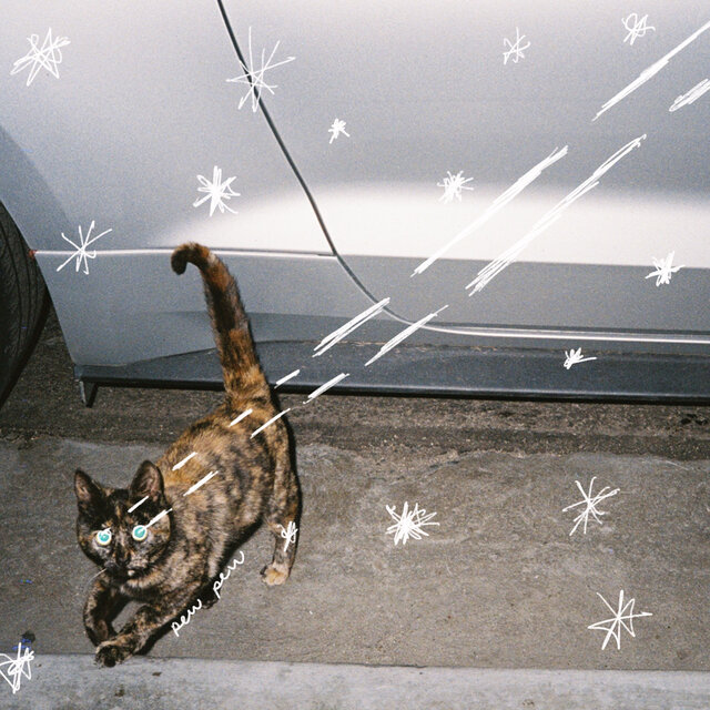 Space Kitten (Bugs)