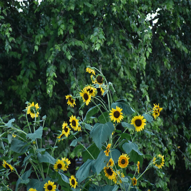 Summertime Blues