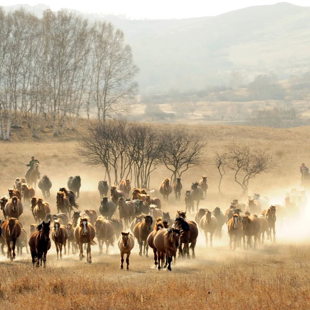 Wild West