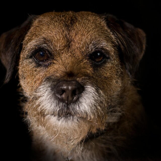 Border Terrier