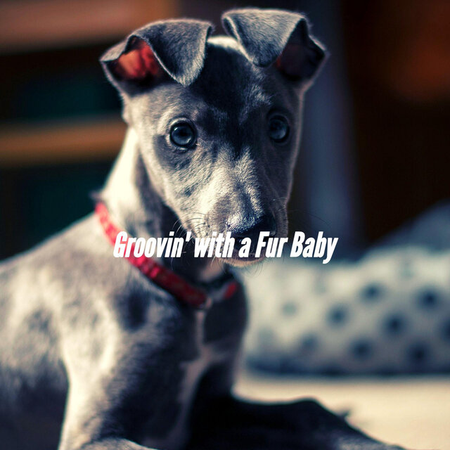 Groovin' with a Fur Baby