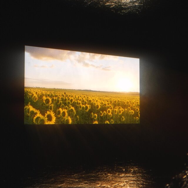 Wallflower