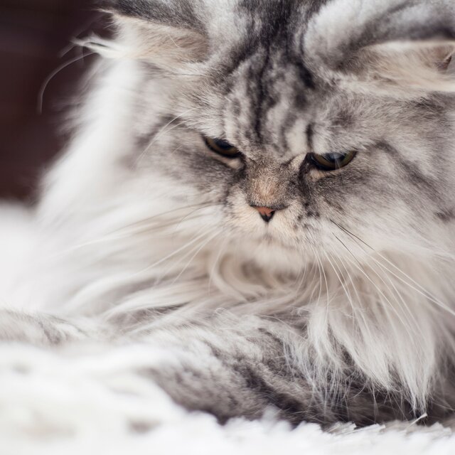 Gato Sereno (Alivio del Estrés y la Ansiedad para Felinos)