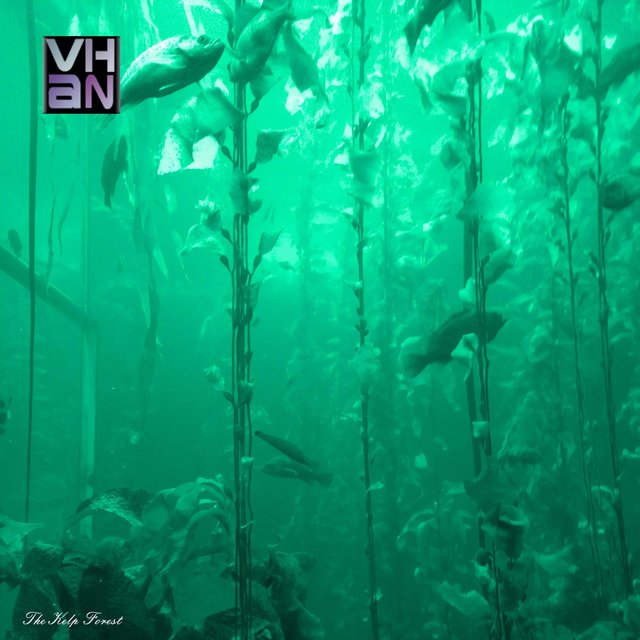 The Kelp Forest