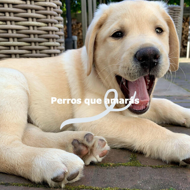 Perros que amarás