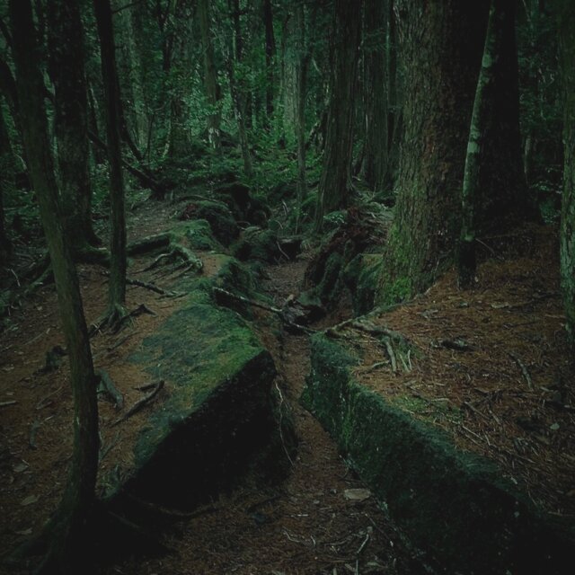 AOKIGAHARA