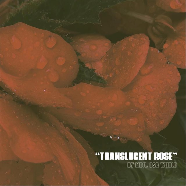 Translucent Rose