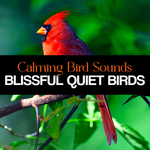 Blissful Quiet Birds