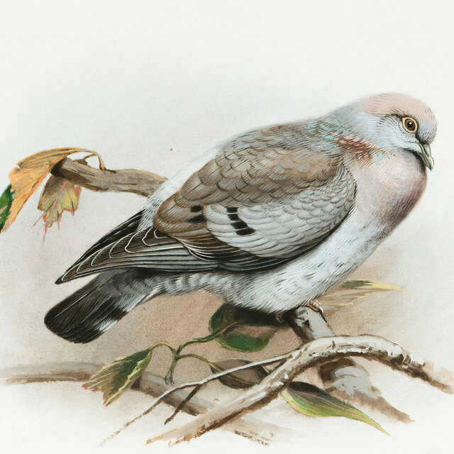 Pigeon Feet