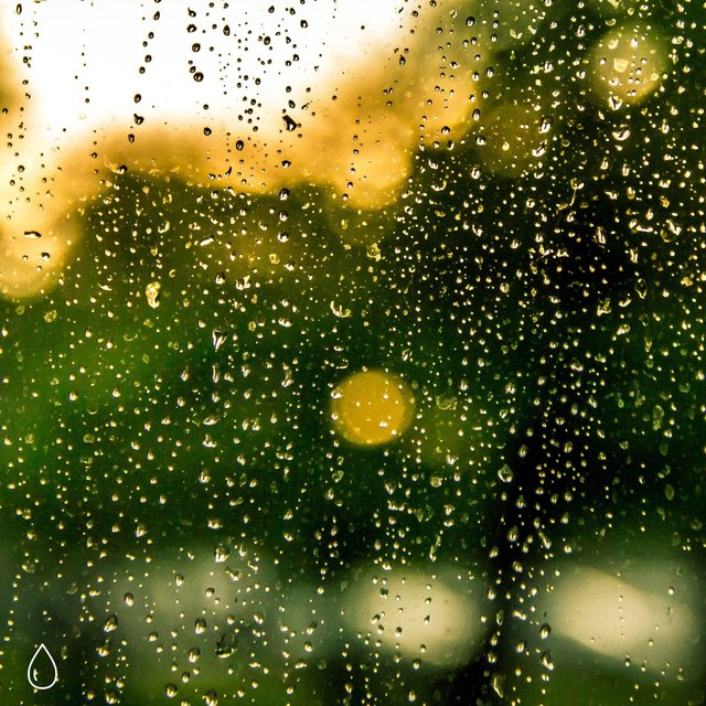 Forest Rain