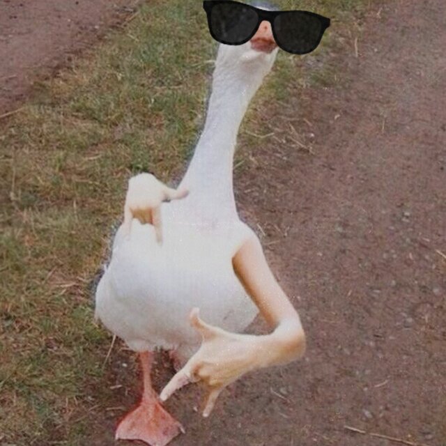 DUCK SONG