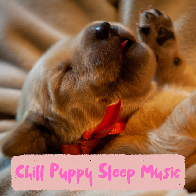 Calm Background Music For Undisturbed Puppy Sleep