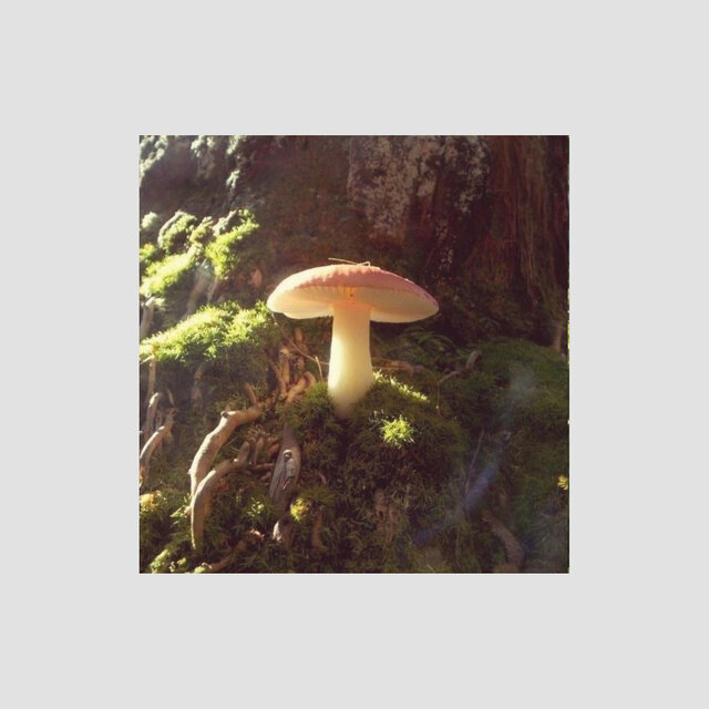 Fungi Dreams
